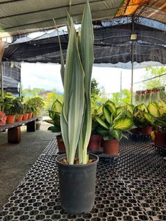 Sayuri Sansevieria Plant