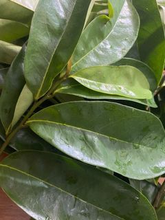 Soursop leaf