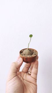 (Category: ) located in . Submitted by planthings.sg (Listing ID 1257315294, Image 1). Description: .