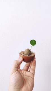 (Category: ) located in . Submitted by planthings.sg (Listing ID 1257315404, Image 1). Description: .