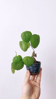 (Category: ) located in . Submitted by planthings.sg (Listing ID 1257314239, Image 1). Description: .