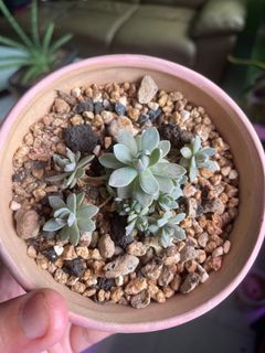 Succulent