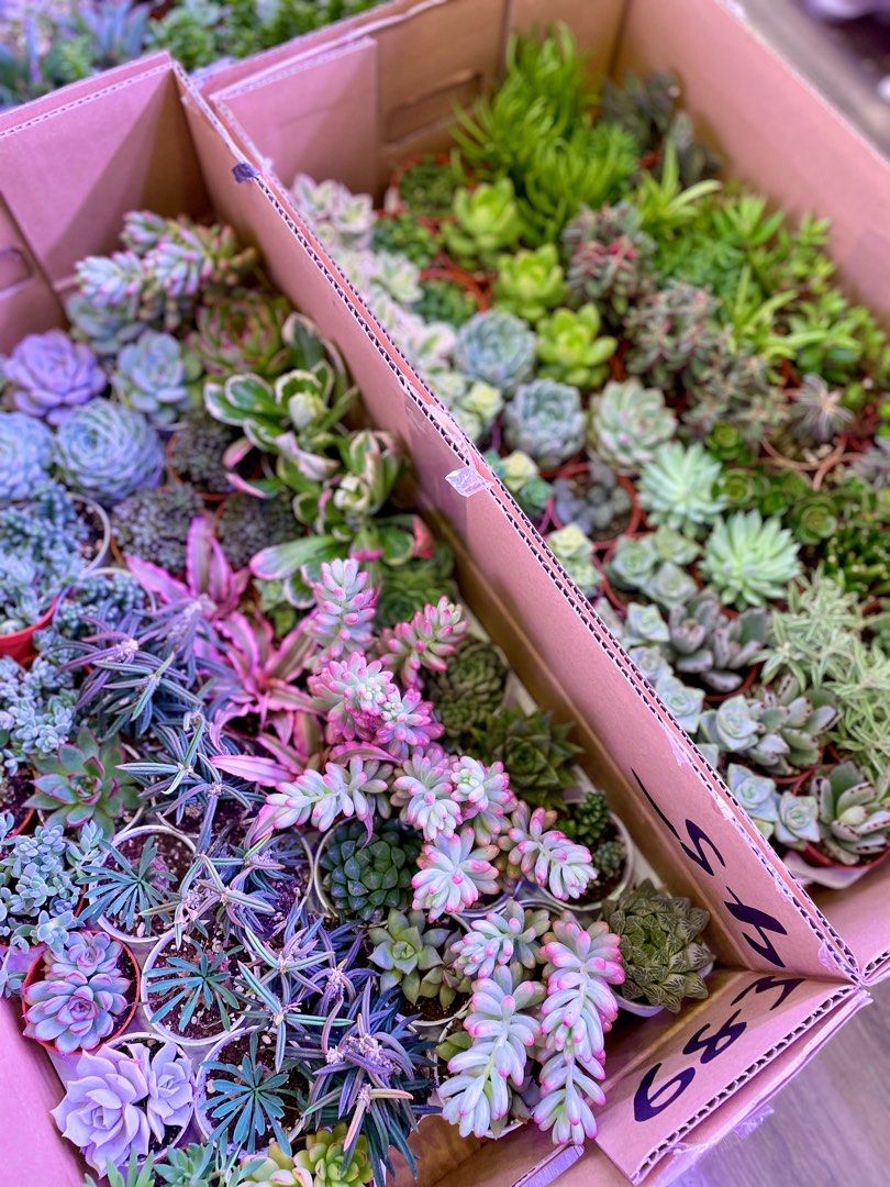 Terrarium Plants ~ Assorted Mini Cute Succulents/ Cactus & Indoor ...