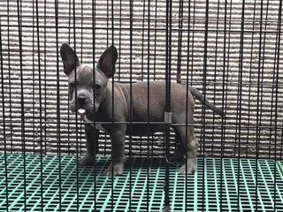 Male American Bully with Exotic Blood for Sale