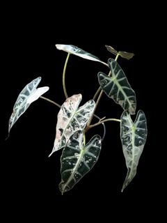 (Category: ) located in . Submitted by kungfuflora (Listing ID 1252659509, Image 1). Description: .