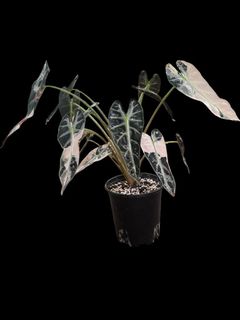(Category: ) located in . Submitted by kungfuflora (Listing ID 1251377803, Image 1). Description: .
