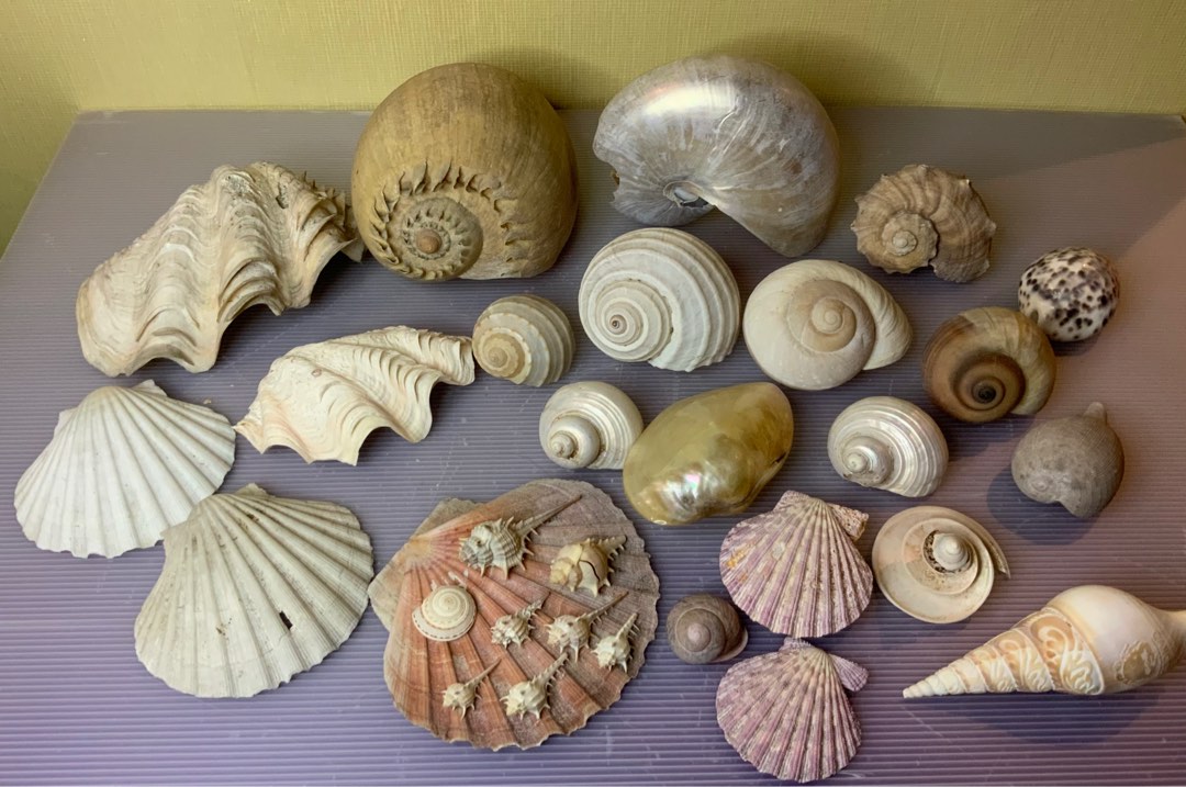 Aquarium Sea Shells Assorted Variety, Pet Supplies, Homes & Other Pet ...