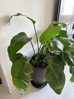 （分類：）位於 。 由 closetofmimi 提交（商品編號 1252595738，圖片 1）。簡介： 。