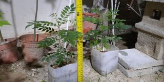 Curry leaf plant