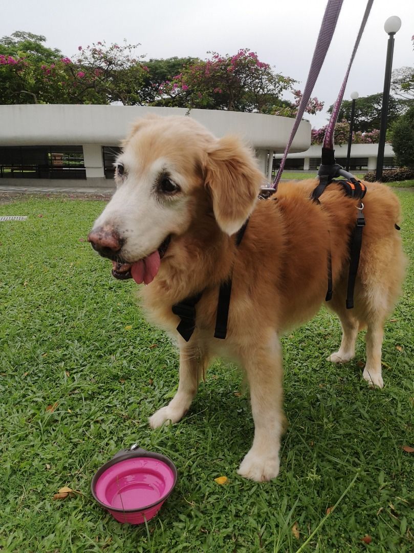 Golden retriever outlet harness size