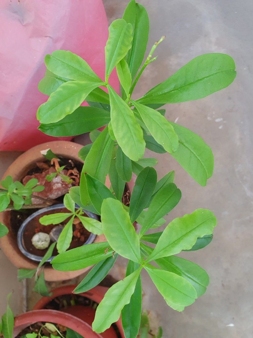 Java Ginseng Cutting (Category: Plants & Seeds) located in Singapore. Submitted by dave567892004 (Listing ID 1252619458, Image 1). Description: Self collect S570213 only..