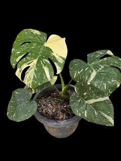 (Category: ) located in . Submitted by kungfuflora (Listing ID 1252597755, Image 1). Description: .