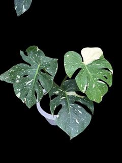 (Category: ) located in . Submitted by kungfuflora (Listing ID 1252696259, Image 1). Description: .