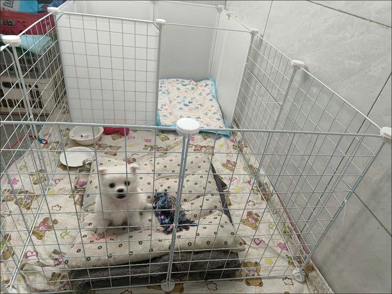 Free outlet dog pens