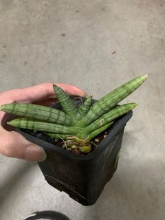 (Category: ) located in . Submitted by plantaeia (Listing ID 1252714735, Image 1). Description: .