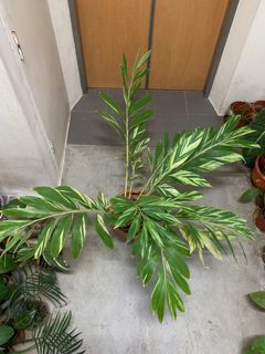 (Category: ) located in . Submitted by plantaeia (Listing ID 1252713994, Image 1). Description: .