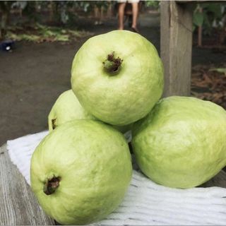 由 guava16 (刊登 ID 1257521577，圖片 1) 提交，位於 的 (類別：)，說明：。