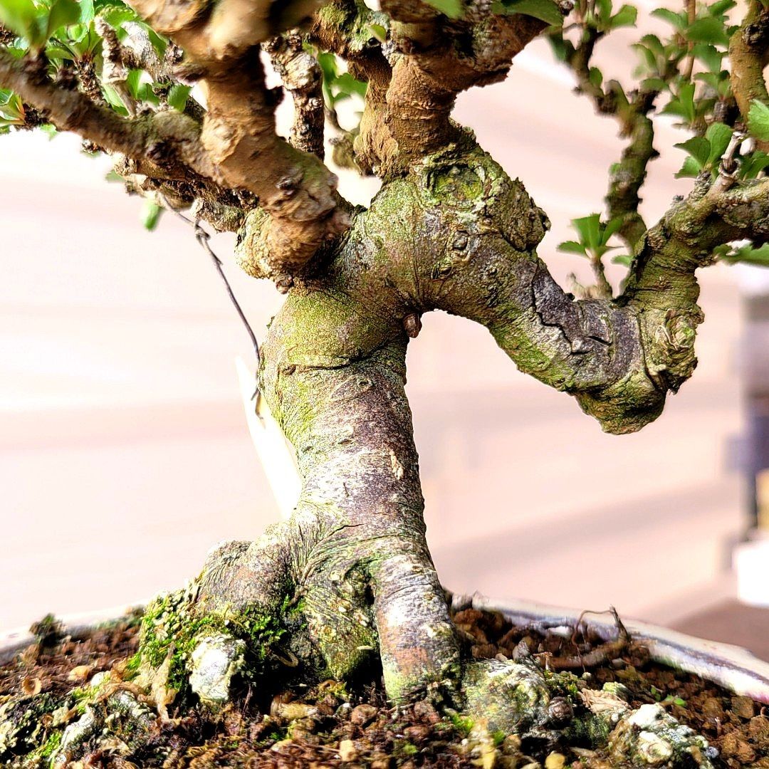 收藏級・長壽梅・赤花【ちょうじゅばい】《盆景・盆栽・植物・種植・盆