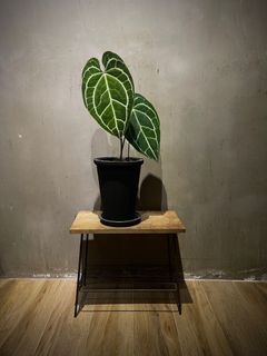 （分類：）位於 。 由 siu.wooo 提交（商品編號 1257629877，圖片 1）。簡介： 。