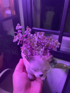 (Category: ) located in . Submitted by love_all (Listing ID 1257632423, Image 1). Description: .