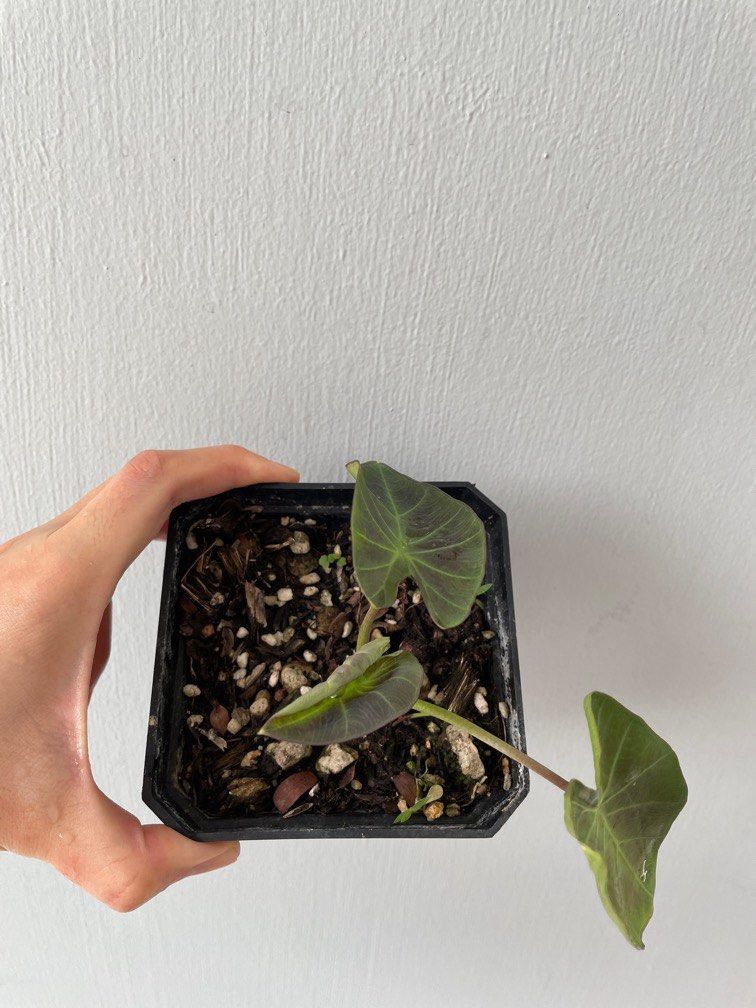 Colocasia Aloha, Furniture & Home Living, Gardening, Plants & Seeds on