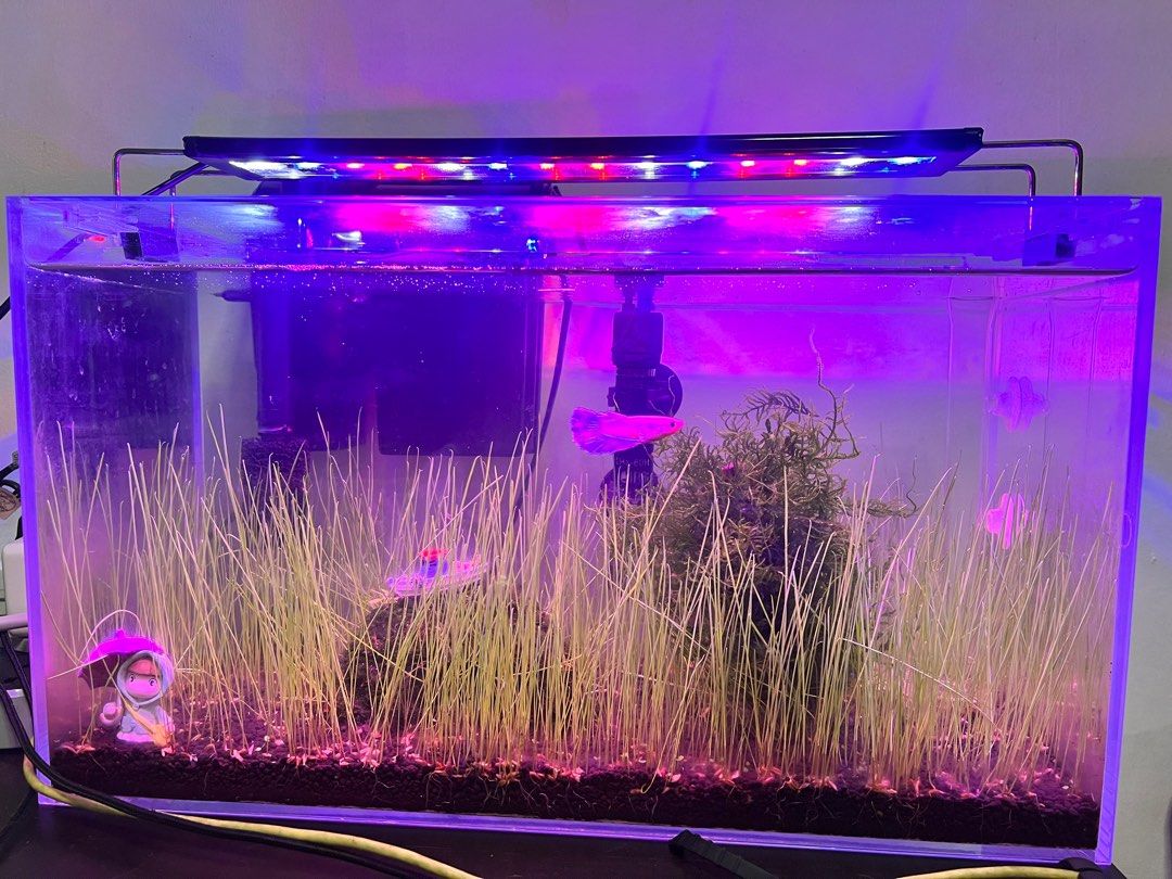 Ecosystem Fish Tank, Pet Supplies, Homes & Other Pet Accessories on Carousell