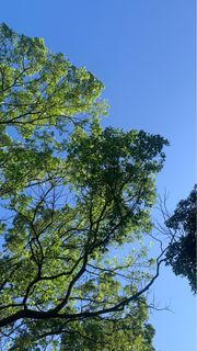 由 sdaisy (刊登 ID 1257563841，圖片 1) 提交，位於 的 (類別：)，說明：。