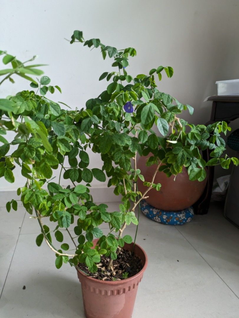 Large flowering butterfly pea (aparajita) plant, Furniture & Home