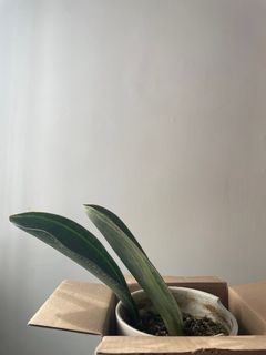 （分類：）位於 。 由 rromee 提交（商品編號 1257515727，圖片 1）。簡介： 。