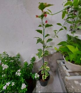 （分類：）位於 。 由 leekingyin7 提交（商品編號 1252900706，圖片 1）。簡介： 。