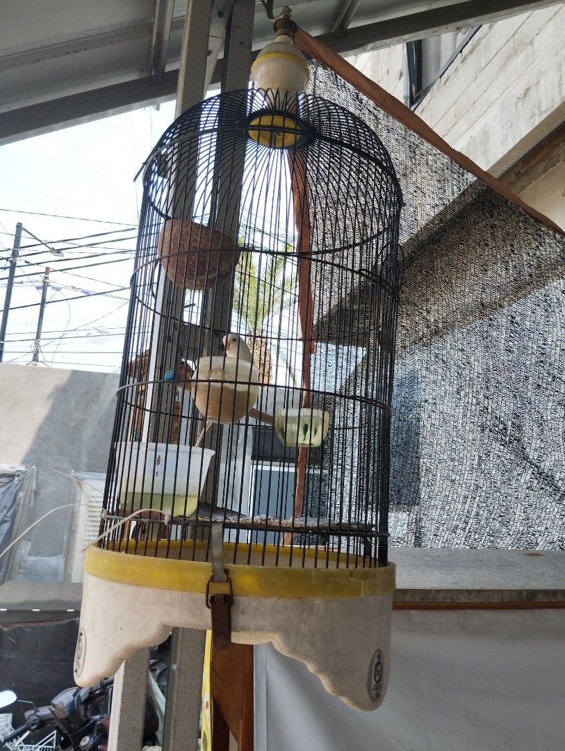 Burung kenari putih + kandang, Barang Yang Dicari di Carousell