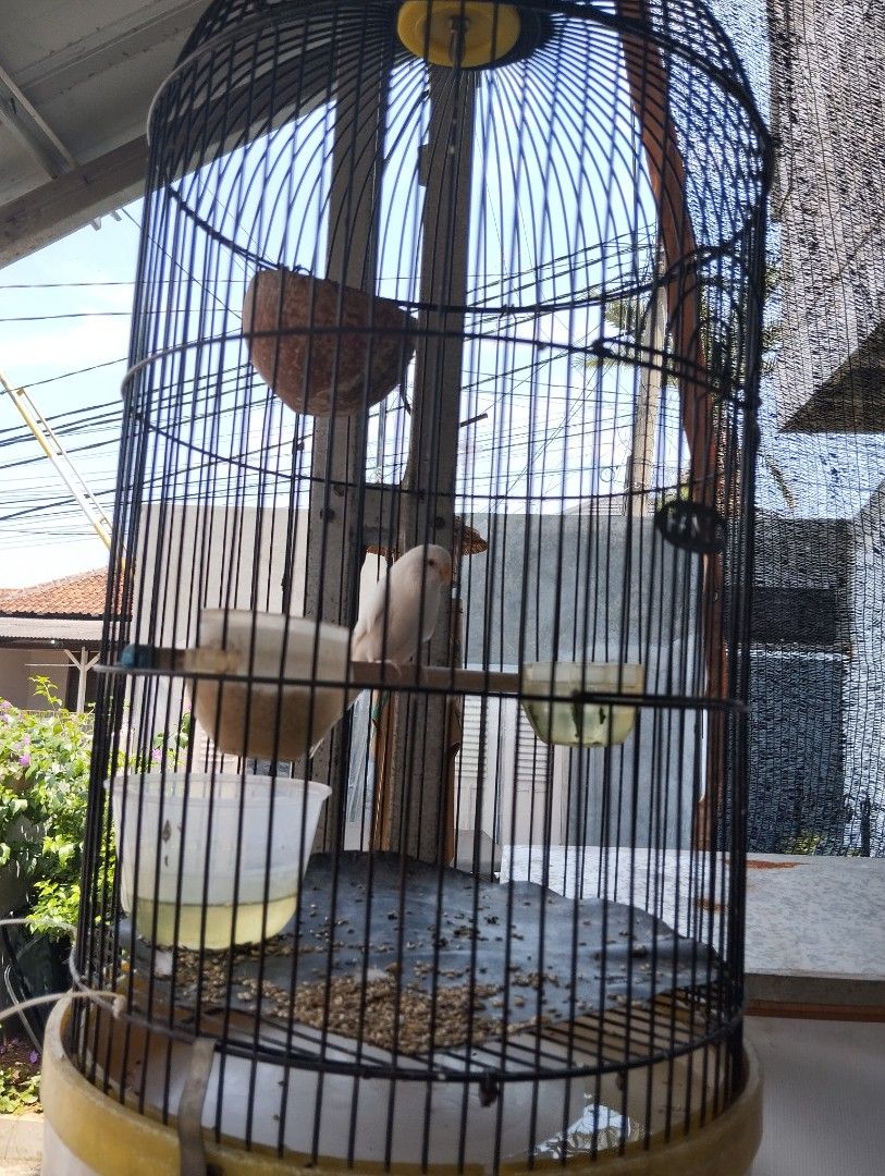 Burung kenari putih + kandang, Barang Yang Dicari di Carousell