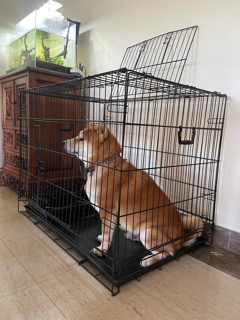 Best crate outlet for shiba inu