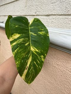 Giant Golden Pothos 2 Leaves Going 3 Well Rooted FOR SALE