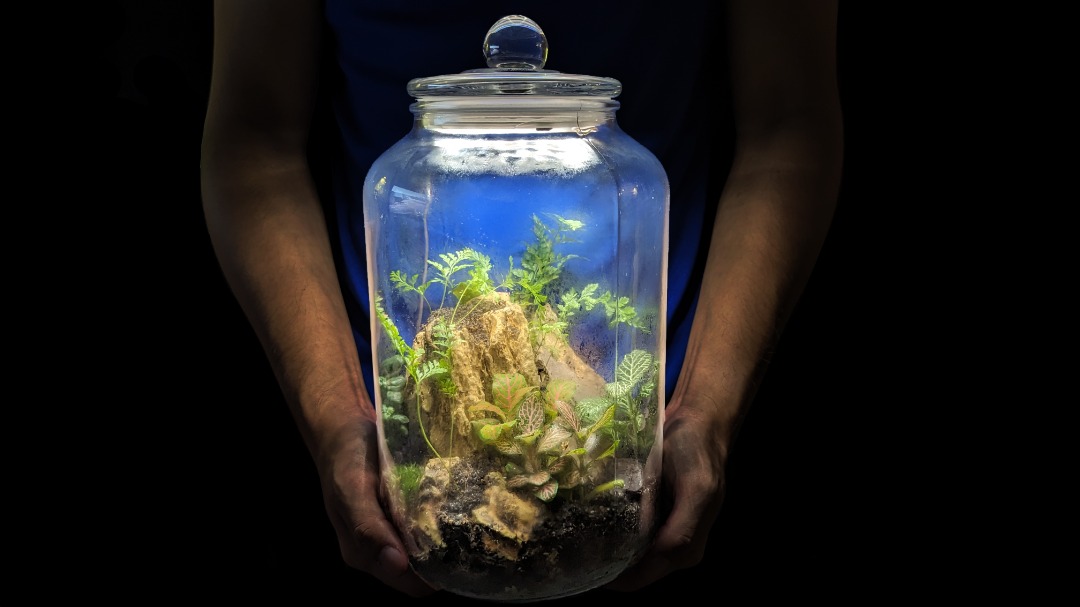 Large Terrarium with LED Timer Lights, Furniture & Home Living