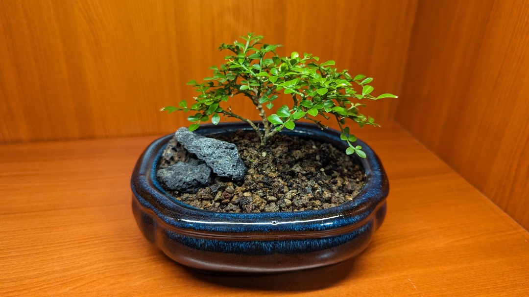 Mini Bonsai Tree, Furniture & Home Living, Gardening, Plants & Seeds on