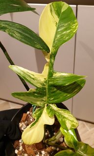 (Category: ) located in . Submitted by PlantB (Listing ID 1252921541, Image 1). Description: .