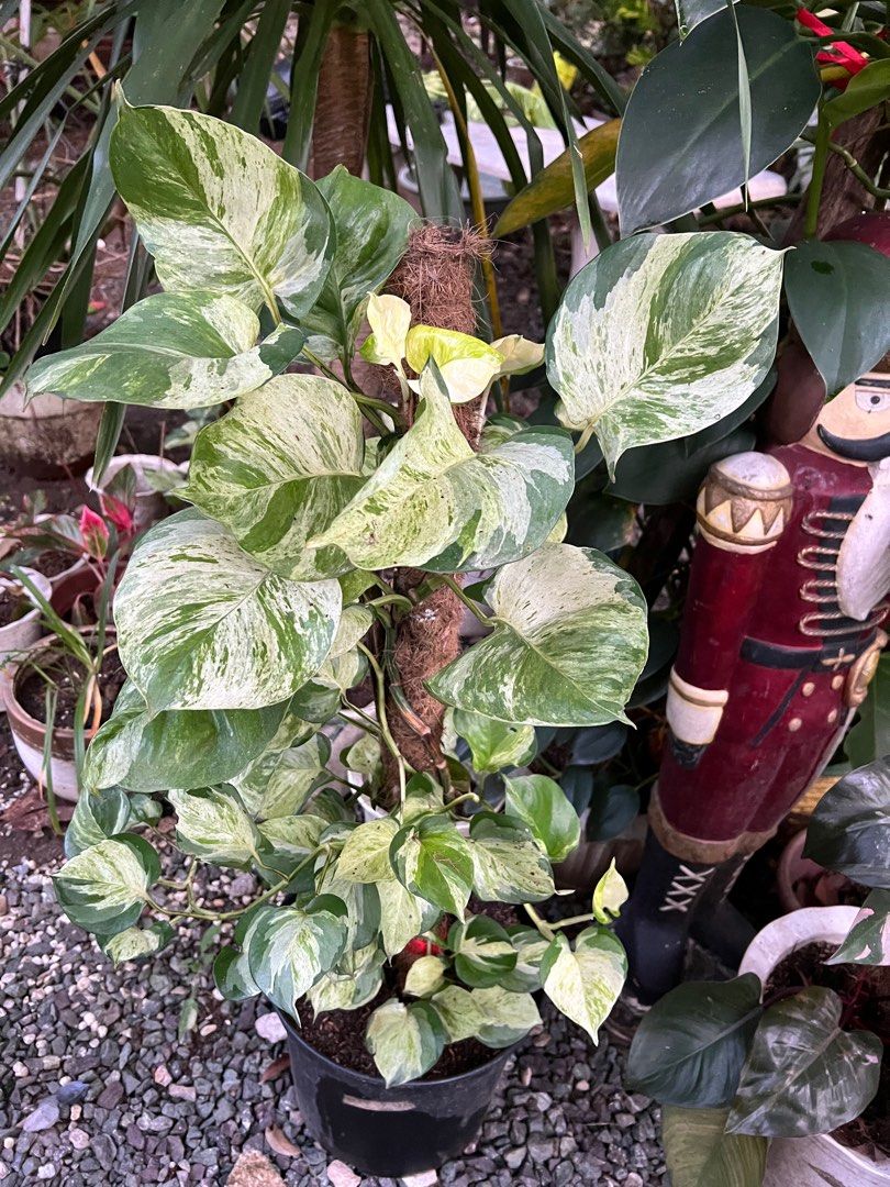 philodendron cream splash vs brasil Philodendron Cream Splash - Hederaceum - Grower's Choice
