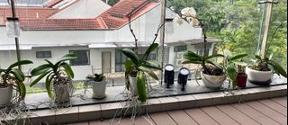 (Category: ) located in . Submitted by sw9107 (Listing ID 1253059898, Image 1). Description: .