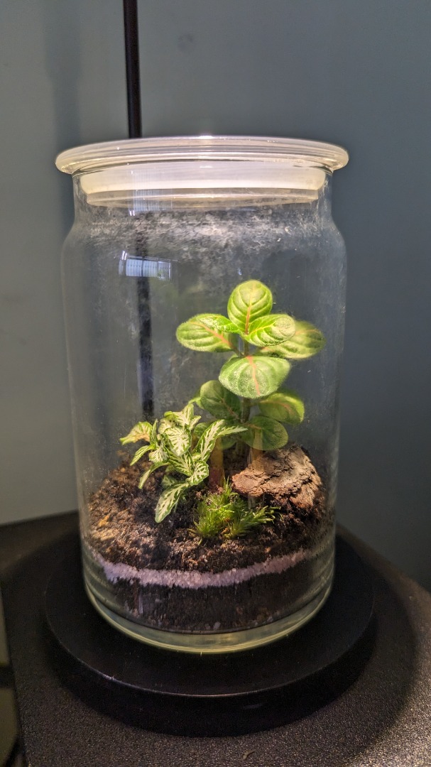 Beginning Series Terrarium, Furniture & Home Living, Gardening, Plants ...