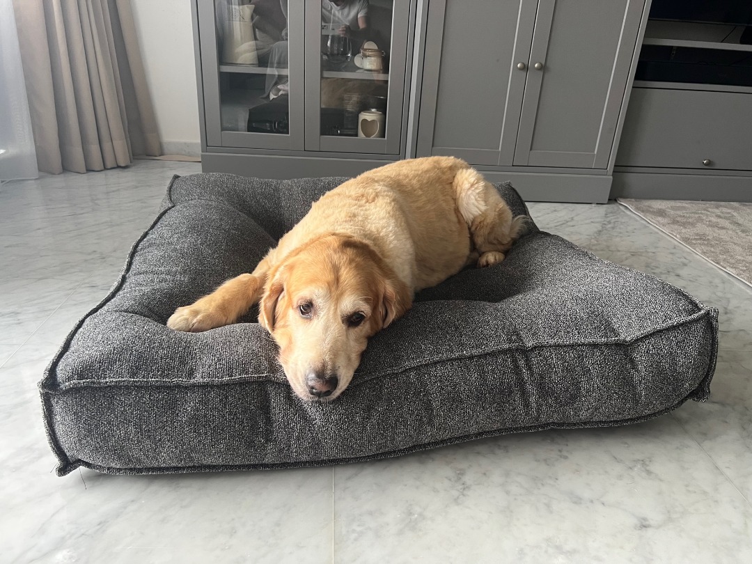 Dog bed store crate and barrel