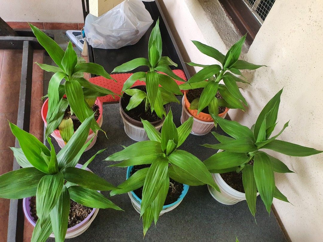 Guan Yin Bamboo Plants, Furniture & Home Living, Gardening, Pots