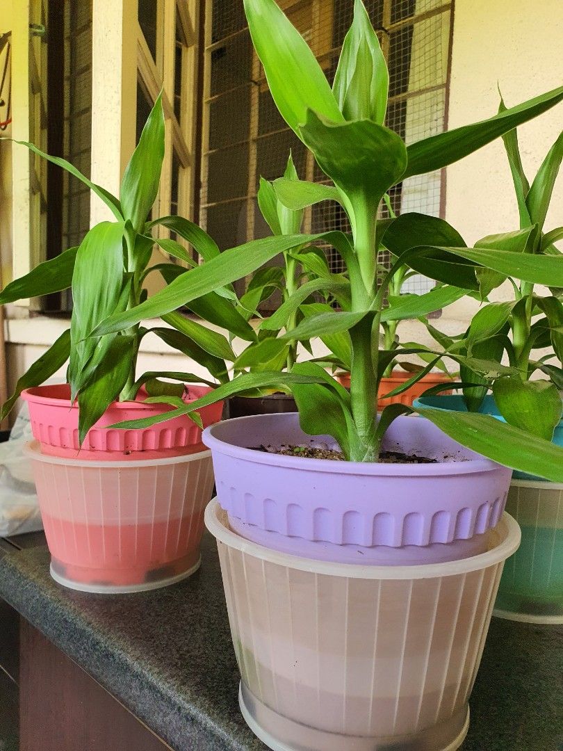 Guan Yin Bamboo Plants, Furniture & Home Living, Gardening, Pots