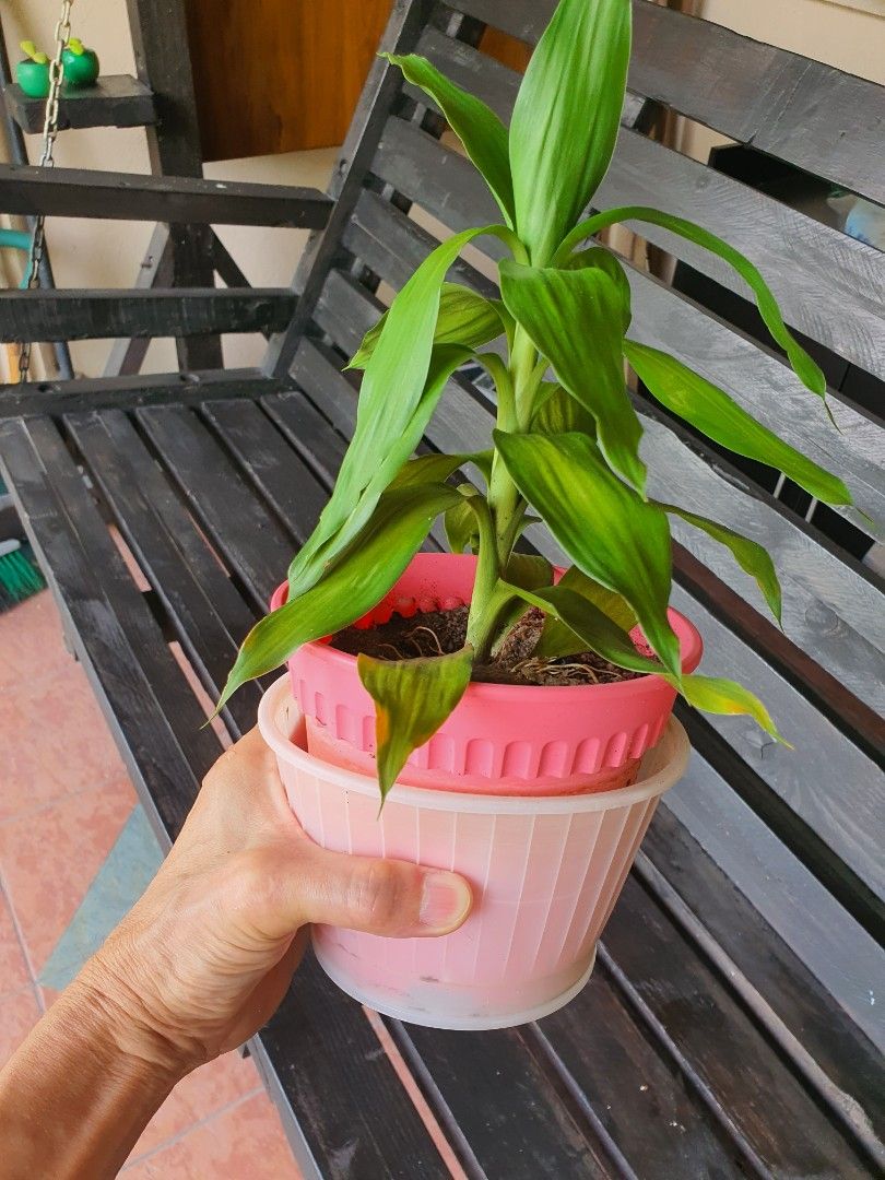 Guan Yin Bamboo Plants, Furniture & Home Living, Gardening, Pots