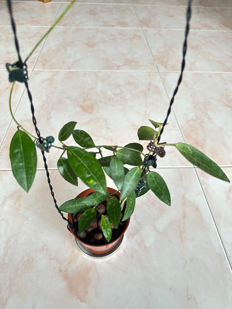 Hoya Elliptica Furniture Home Living Gardening Plants Seeds On