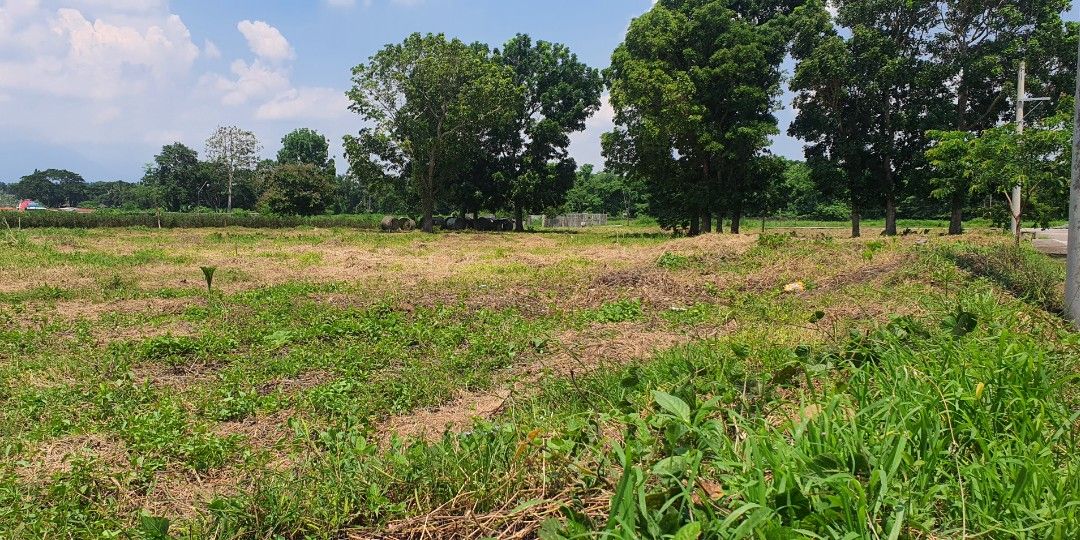 LOT FOR SALE ALAMINOS LAGUNA, Property, For Sale, Lot on Carousell