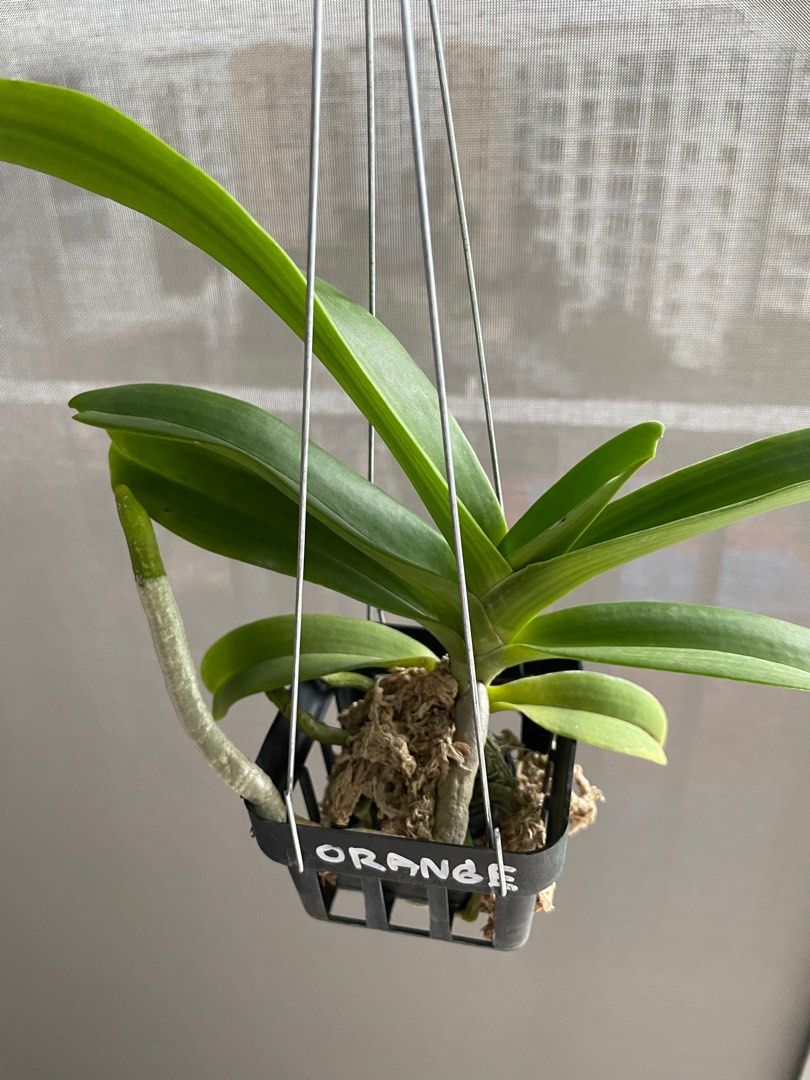 Rhynchostylis Gigantea from Thailand, Furniture & Home Living