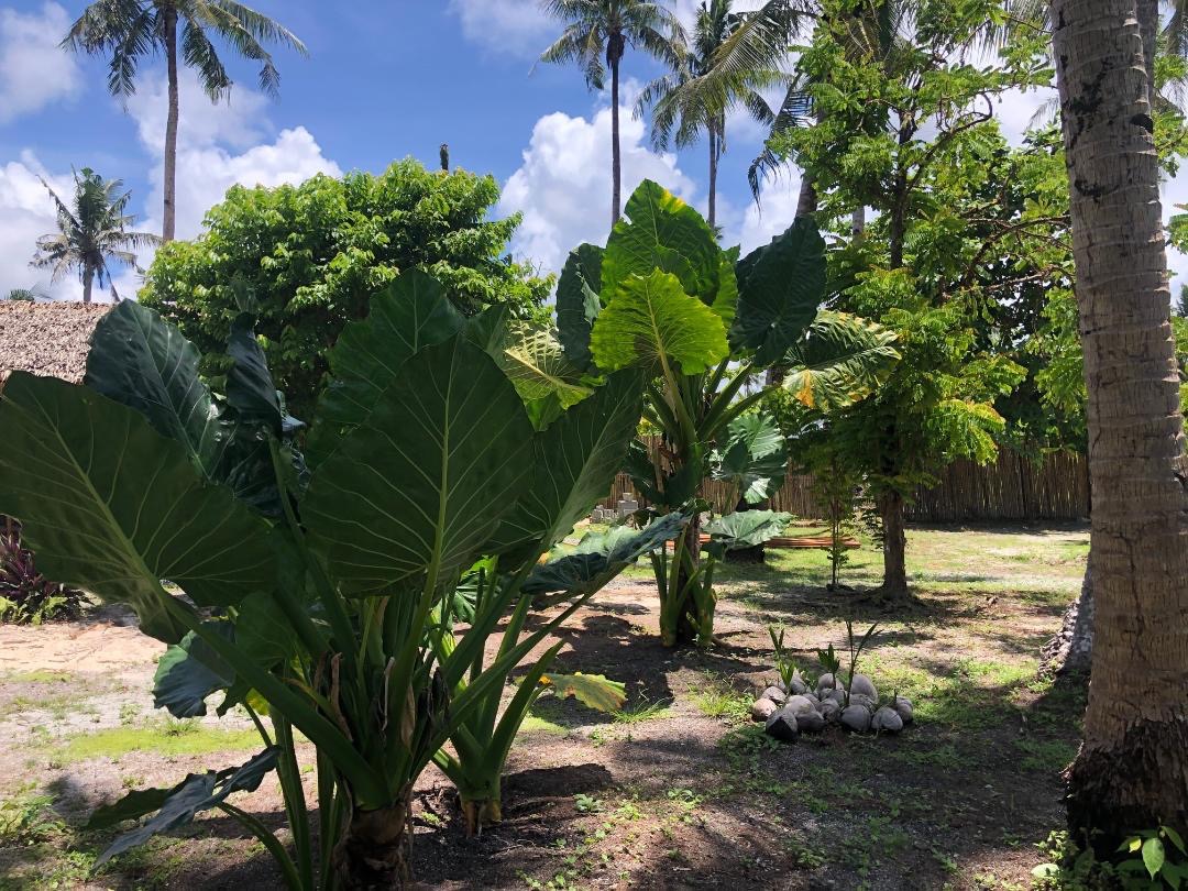 Siargao Island Beachlot for Sale General luna, Property, For Sale, Lot