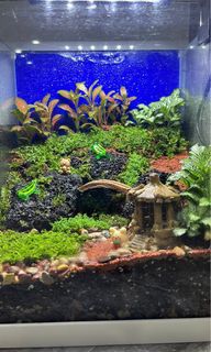 (Category: ) located in . Submitted by Ncyx_ (Listing ID 1251661450, Image 1). Description: .