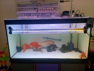 (Category: ) located in . Submitted by megan_x (Listing ID 1253205202, Image 1). Description: .
